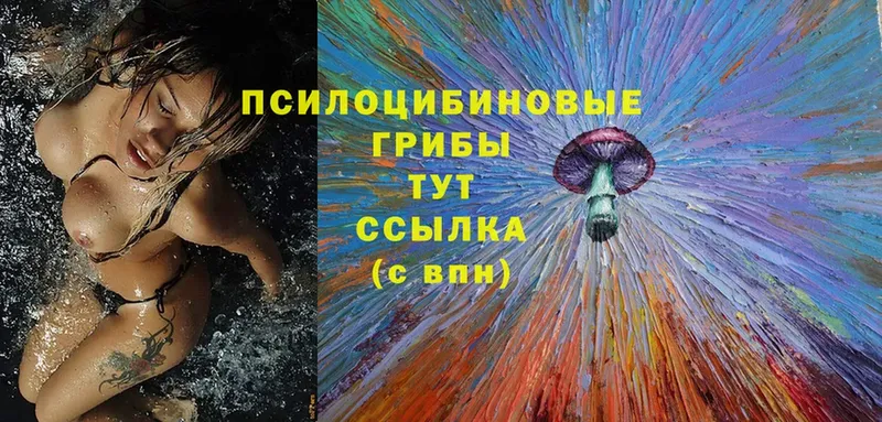 мориарти формула  купить наркотики цена  Волхов  Галлюциногенные грибы Cubensis 